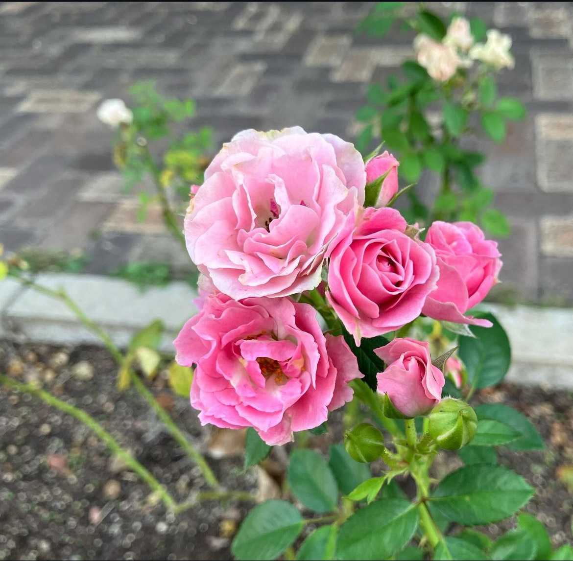 靱公園　秋バラの開花状況(10月29日現在)